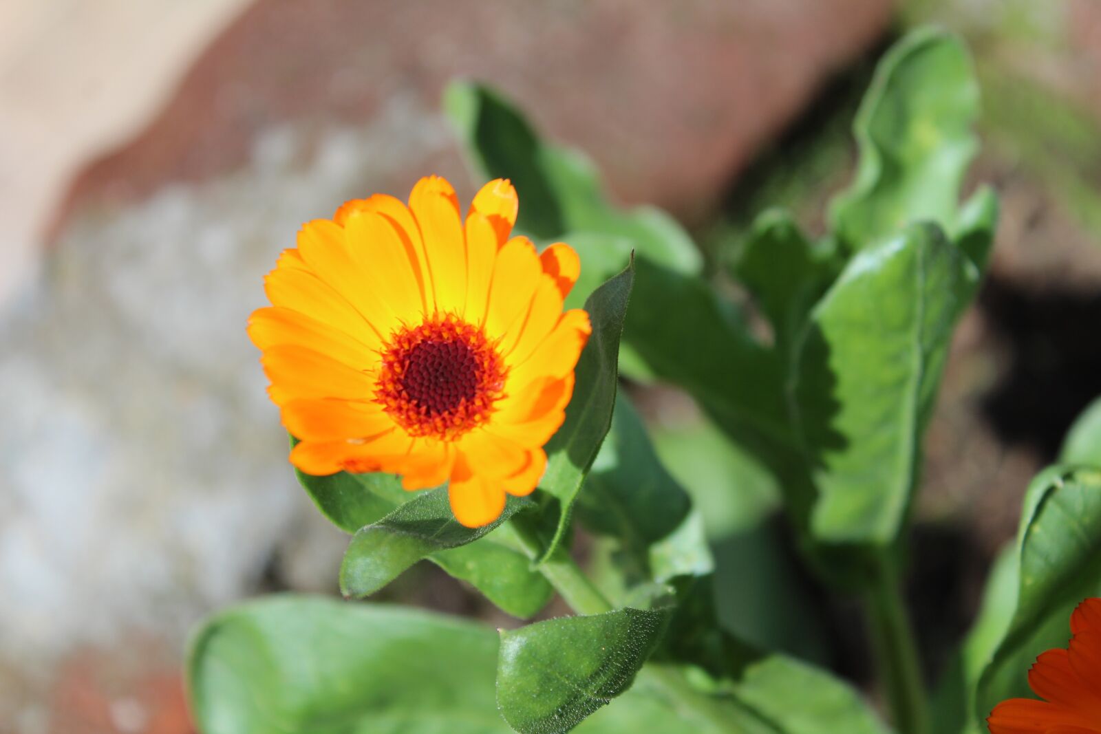 Canon EOS 1300D (EOS Rebel T6 / EOS Kiss X80) sample photo. Flowers, nature, spring photography