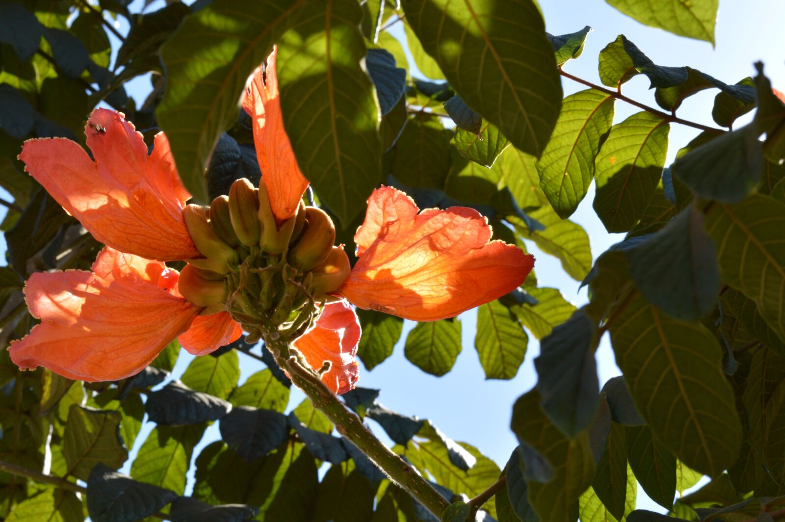 Nikon D3200 sample photo. Flower, flying, sol photography