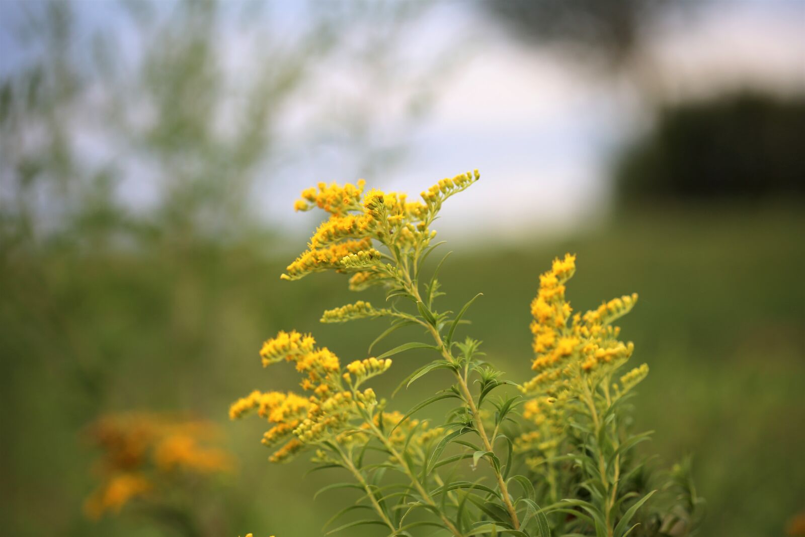Canon EOS 6D + Canon EF 100mm F2.8 Macro USM sample photo. Solidago gigantea, goldenrod, nature photography