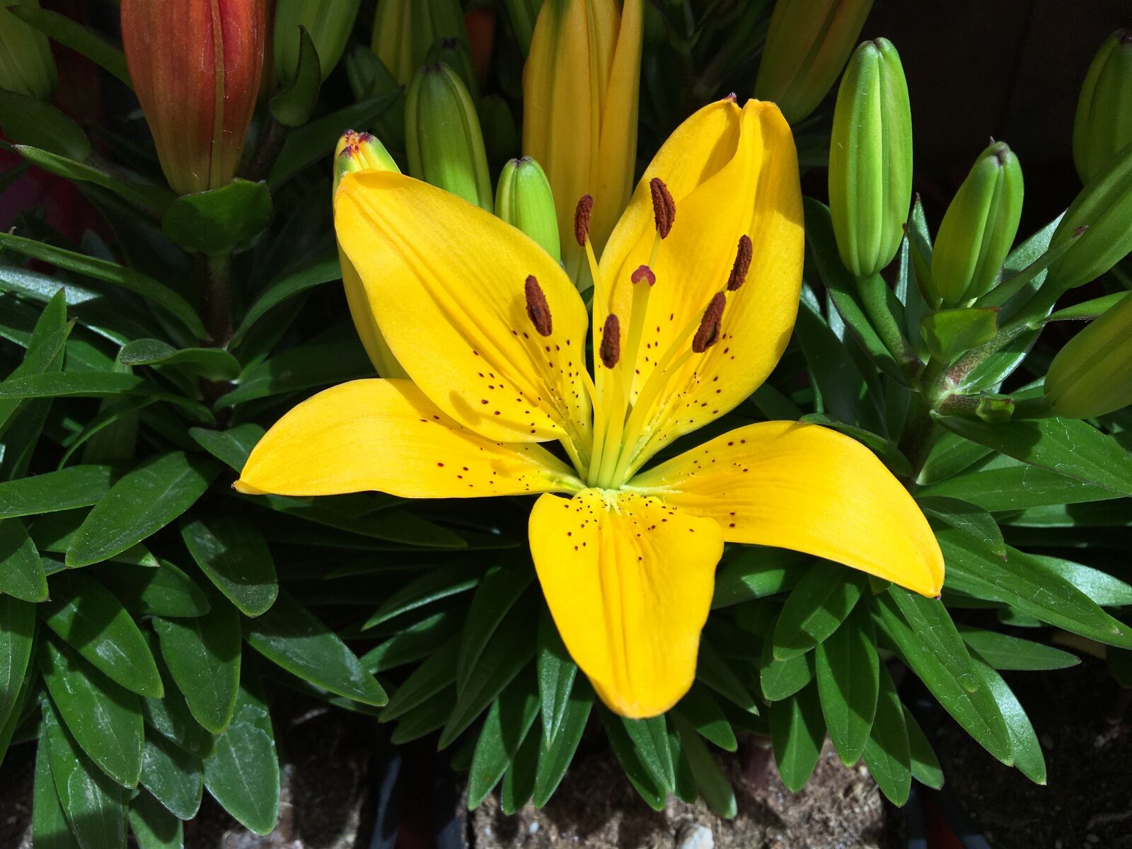 Apple iPhone 6s sample photo. Flower, lily, summer photography