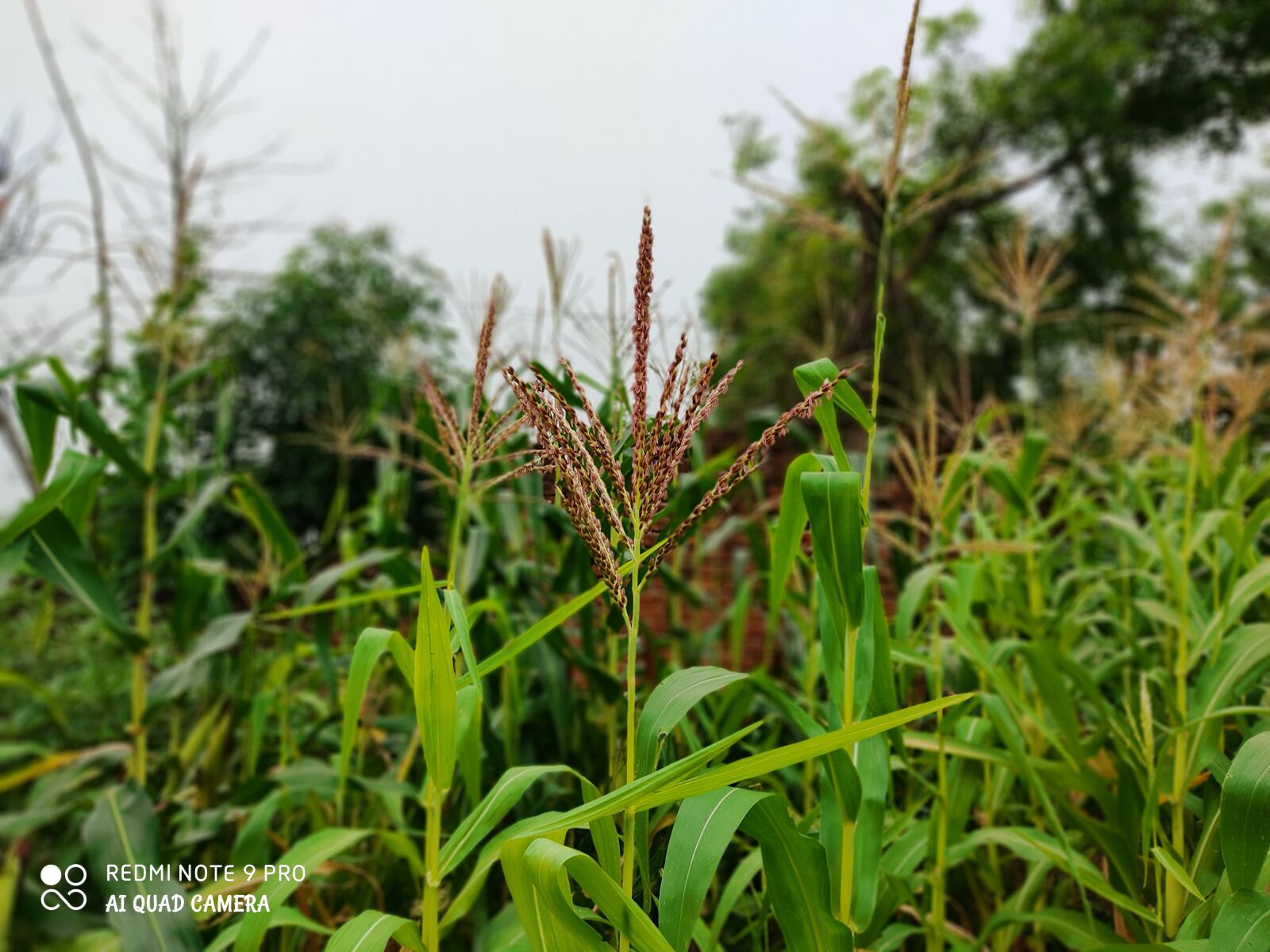 Xiaomi Redmi Note 9 Pro sample photo. Plant, planted, khutta photography