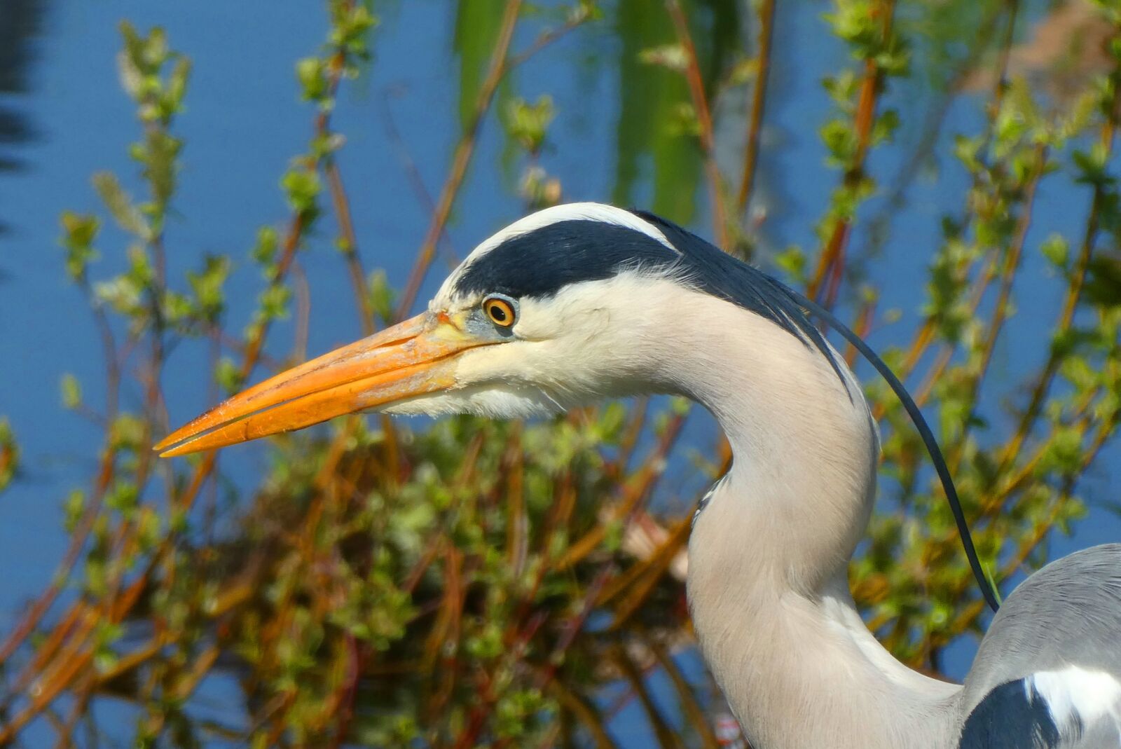 Panasonic Lumix DC-ZS70 (Lumix DC-TZ90) sample photo. Heron, grey heron, head photography