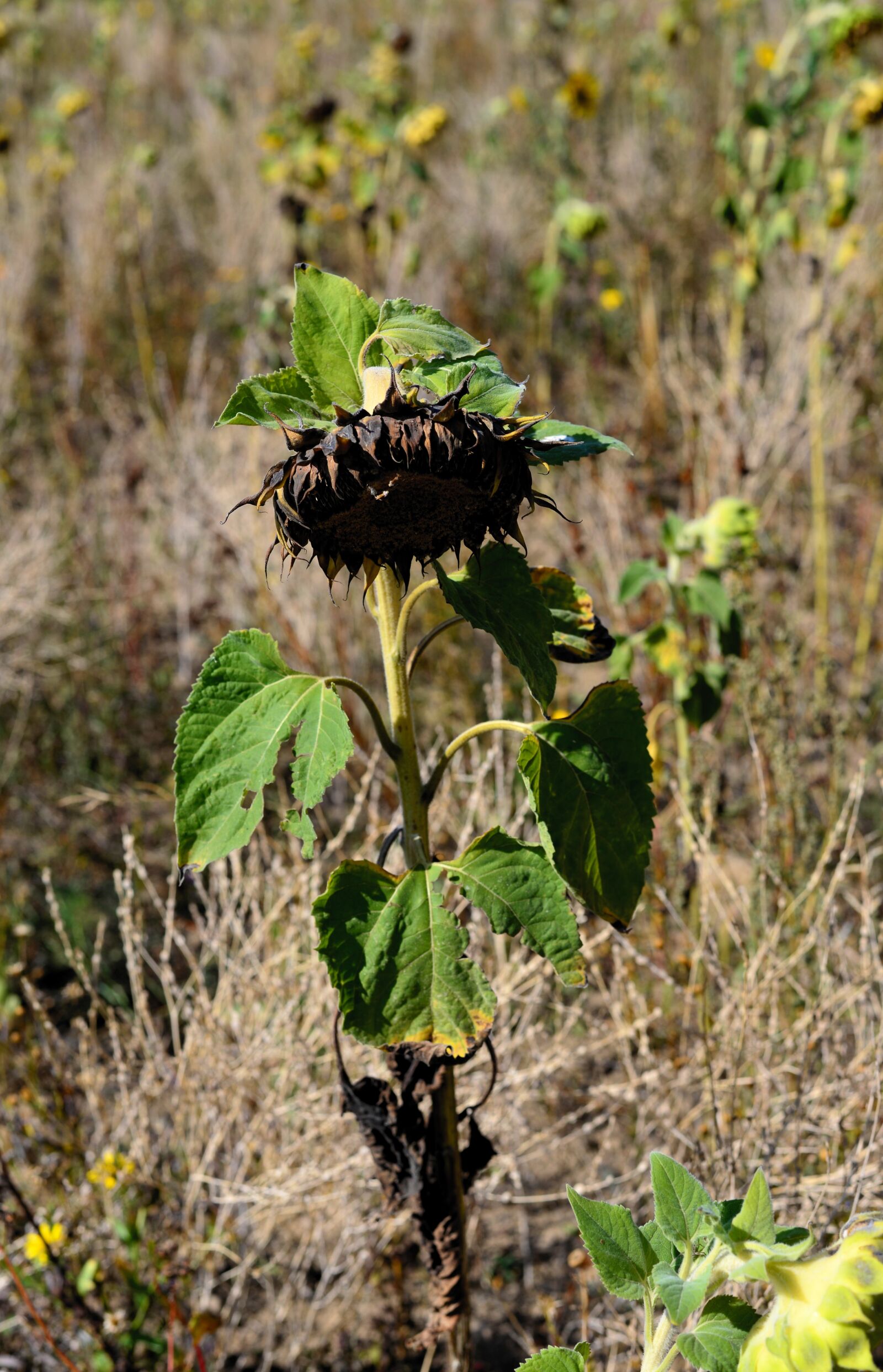 Nikon D610 sample photo. Sunflower, faded, drought photography