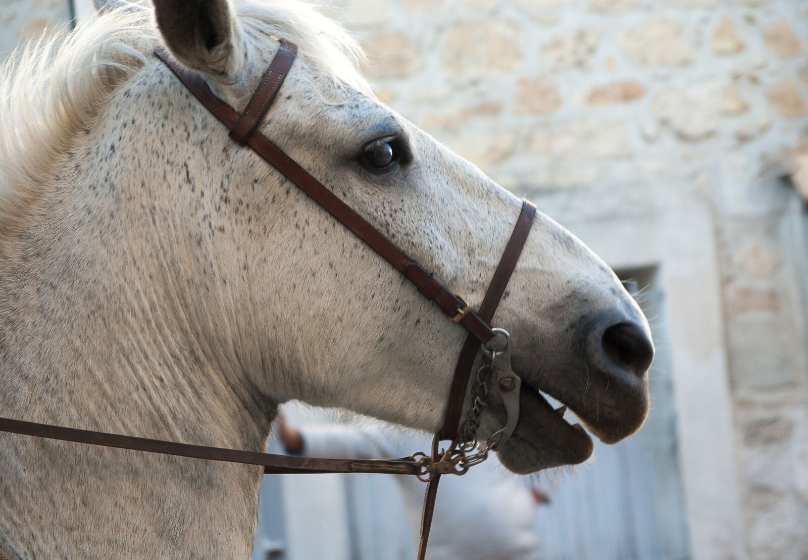 Pentax K10D sample photo. Horse, camargue, camargue race photography