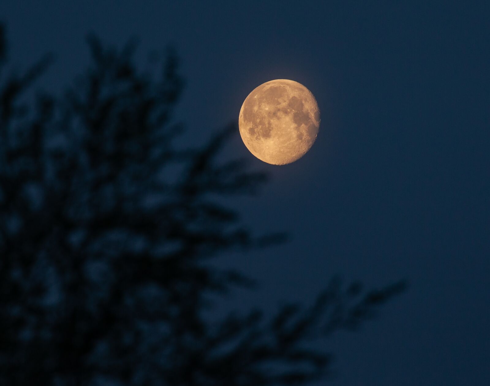 Canon EOS 5D Mark II sample photo. Moonrise, water, tree photography