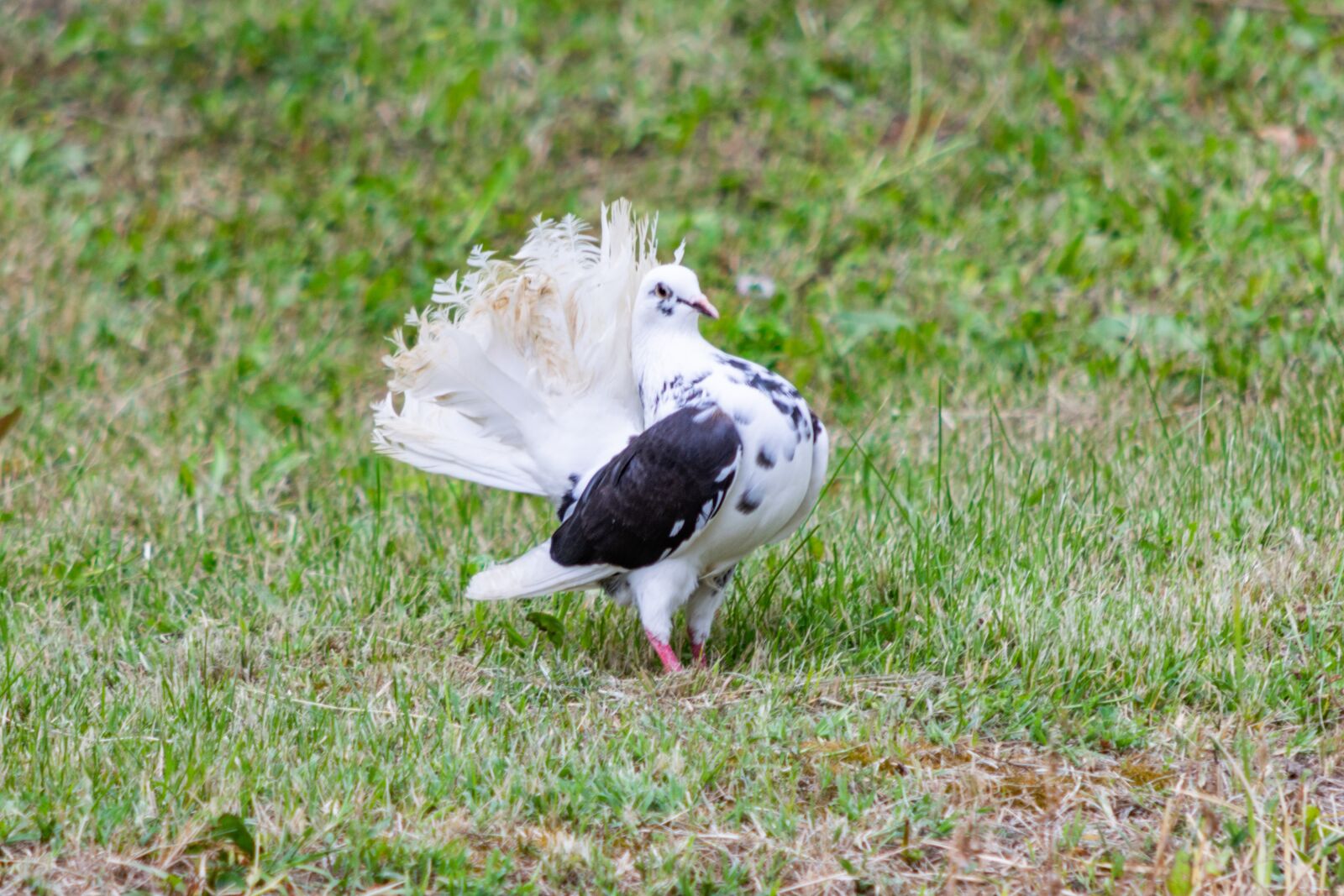Nikon D3300 sample photo. Pigeon, pen, bird photography