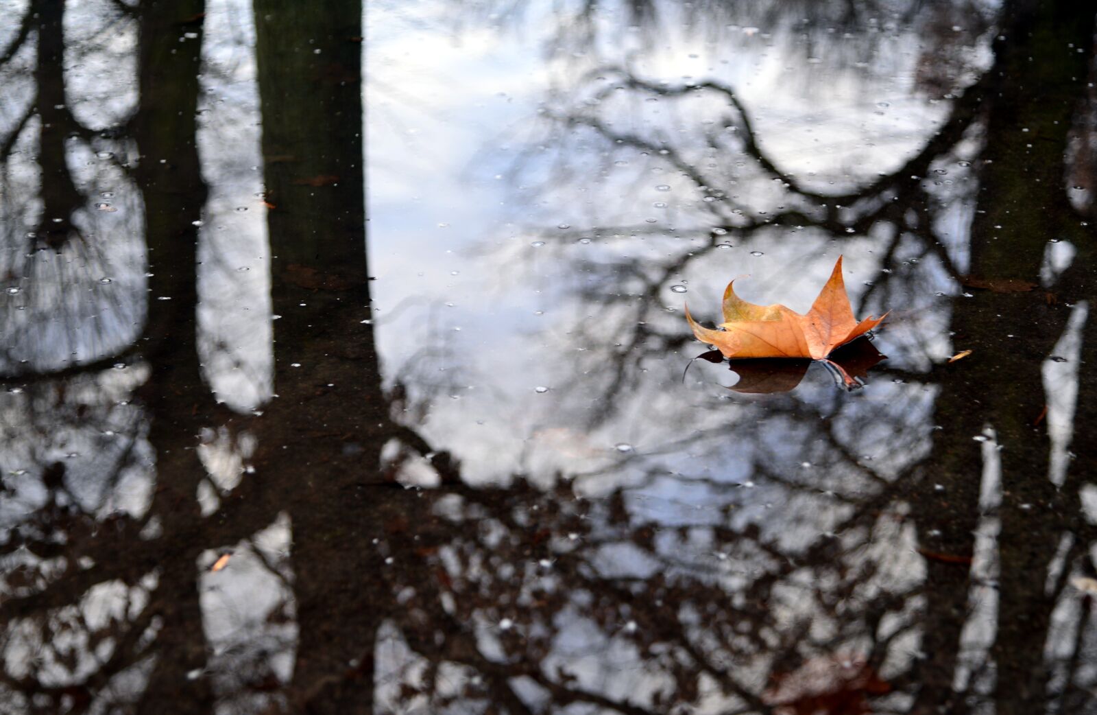 Nikon D610 sample photo. Leaf, mirroring, puddle photography