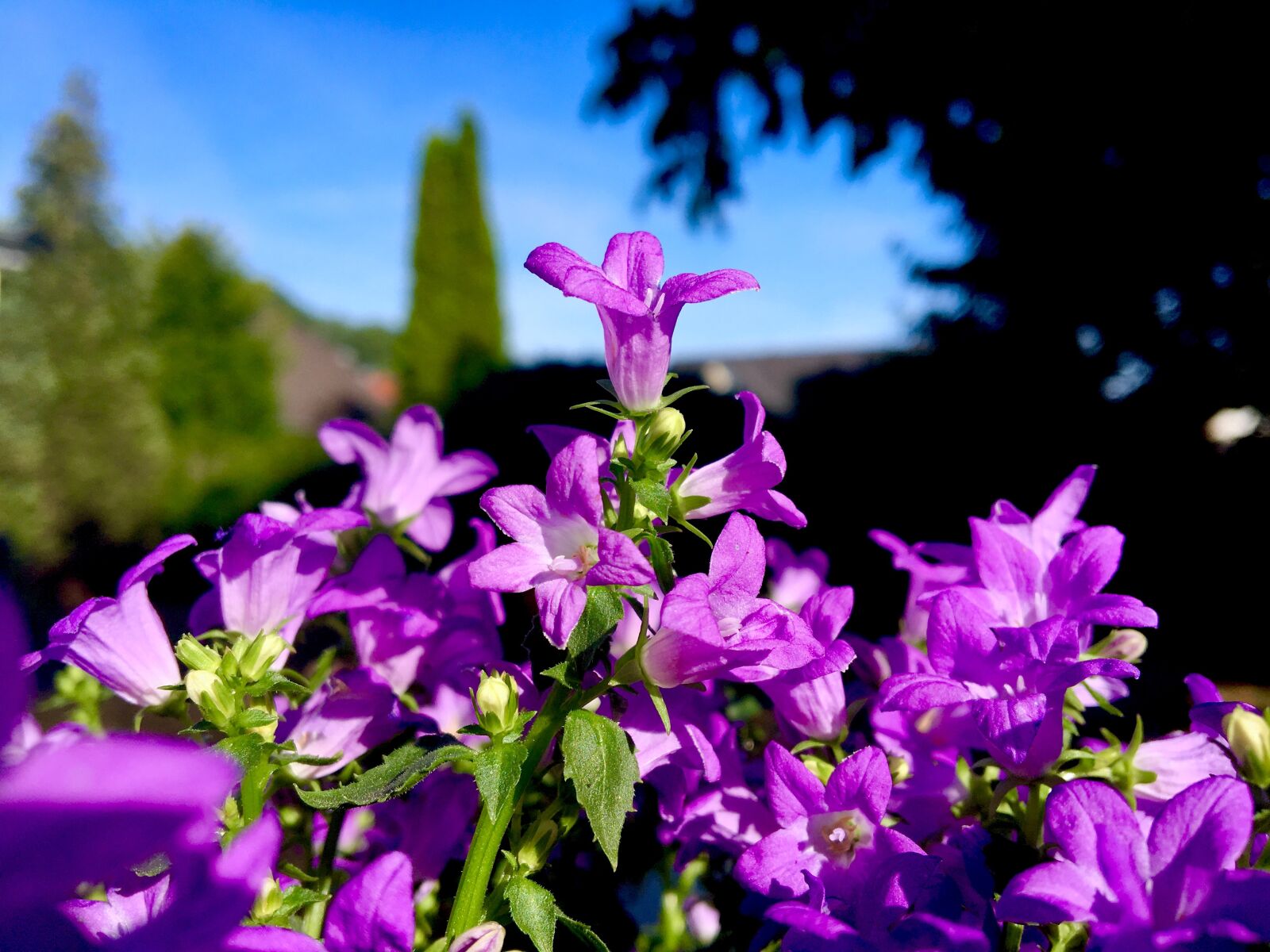 Apple iPhone 6s sample photo. Flower, violet, bellflower photography