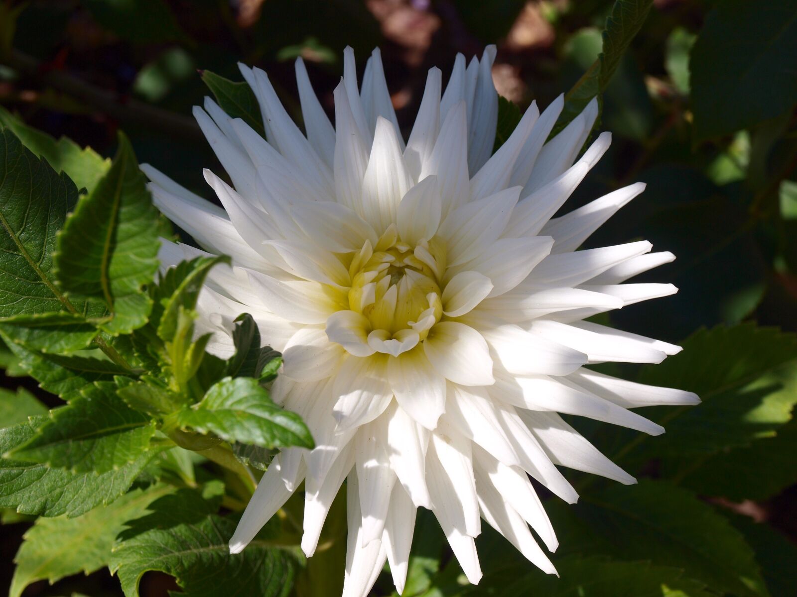 Olympus E-420 (EVOLT E-420) sample photo. White flower, dalia, flowers photography