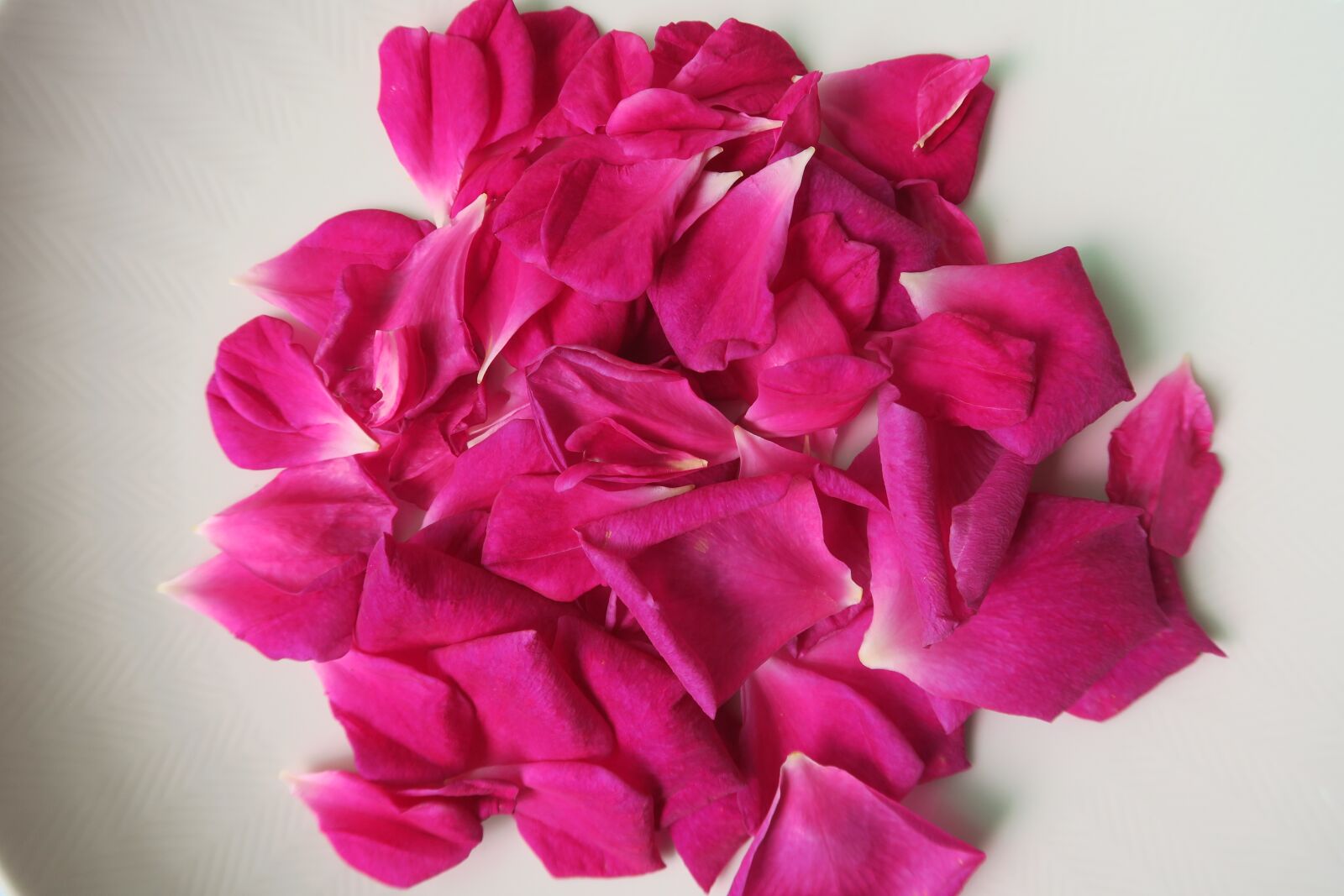 Canon PowerShot G7 X sample photo. Chinese rose, rose, petal photography