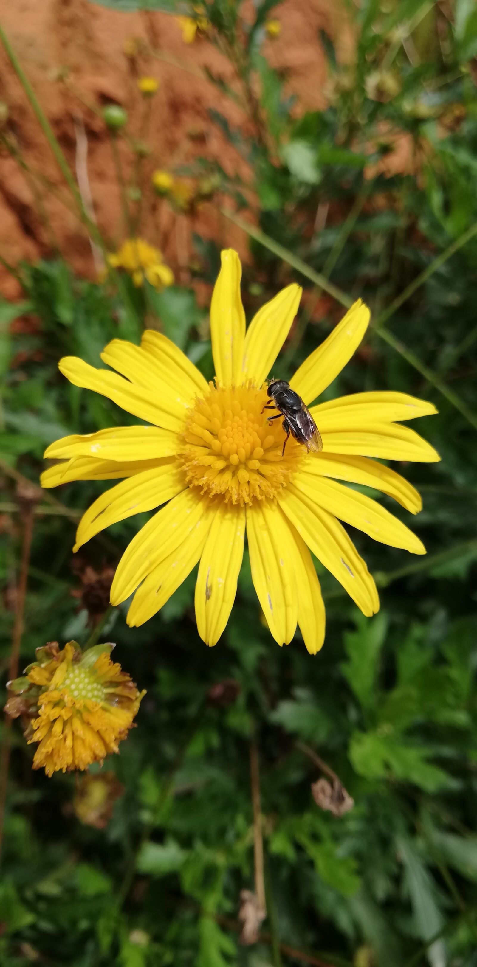 HUAWEI P20 lite sample photo. Flowers, fly, nature photography