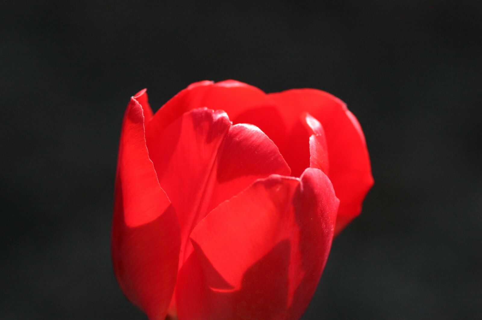 Canon EOS 300D (EOS Digital Rebel / EOS Kiss Digital) sample photo. Tulip, backlight, flower photography