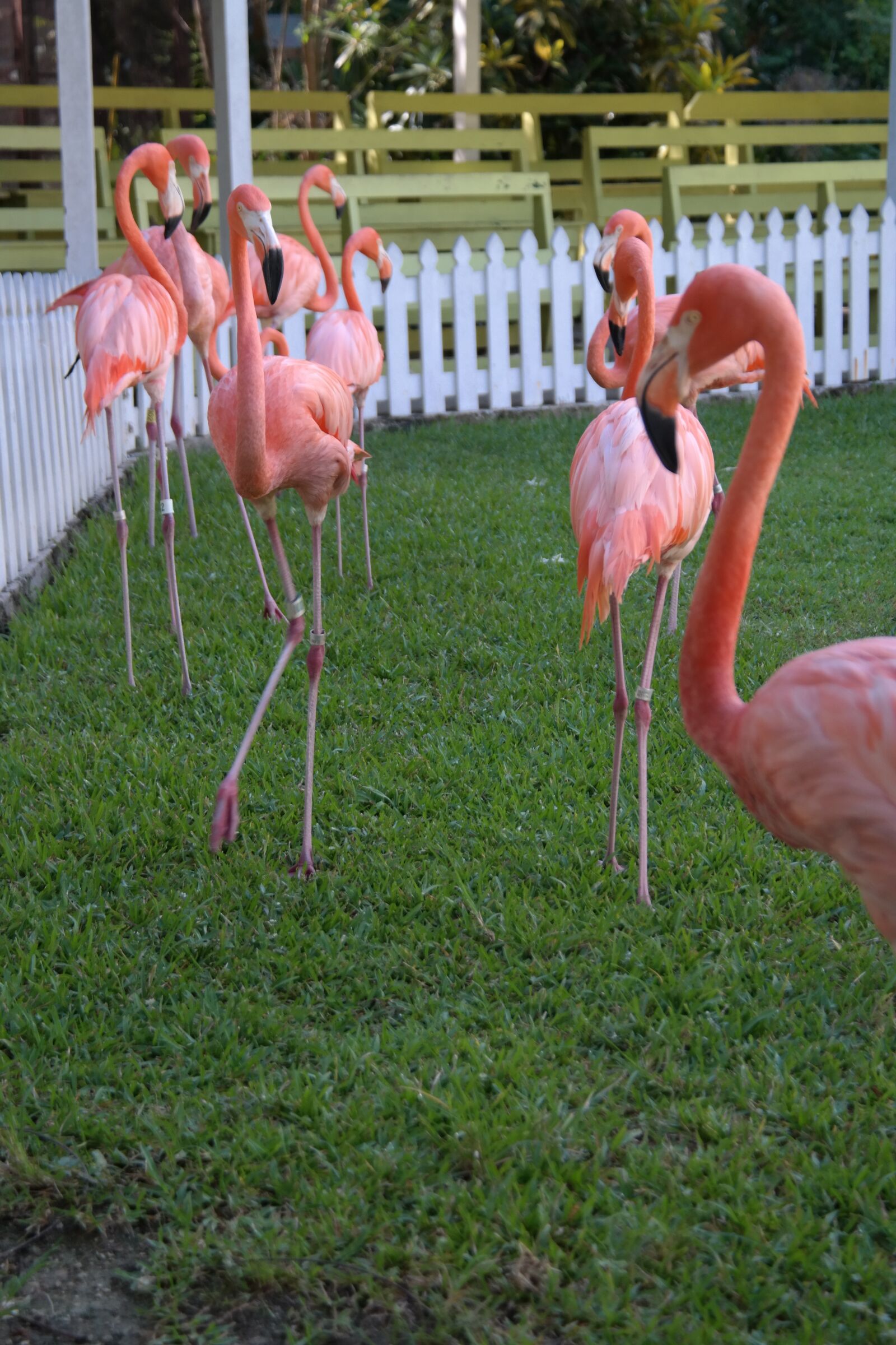 Samsung NX300 sample photo. Flamingo, group, pink photography