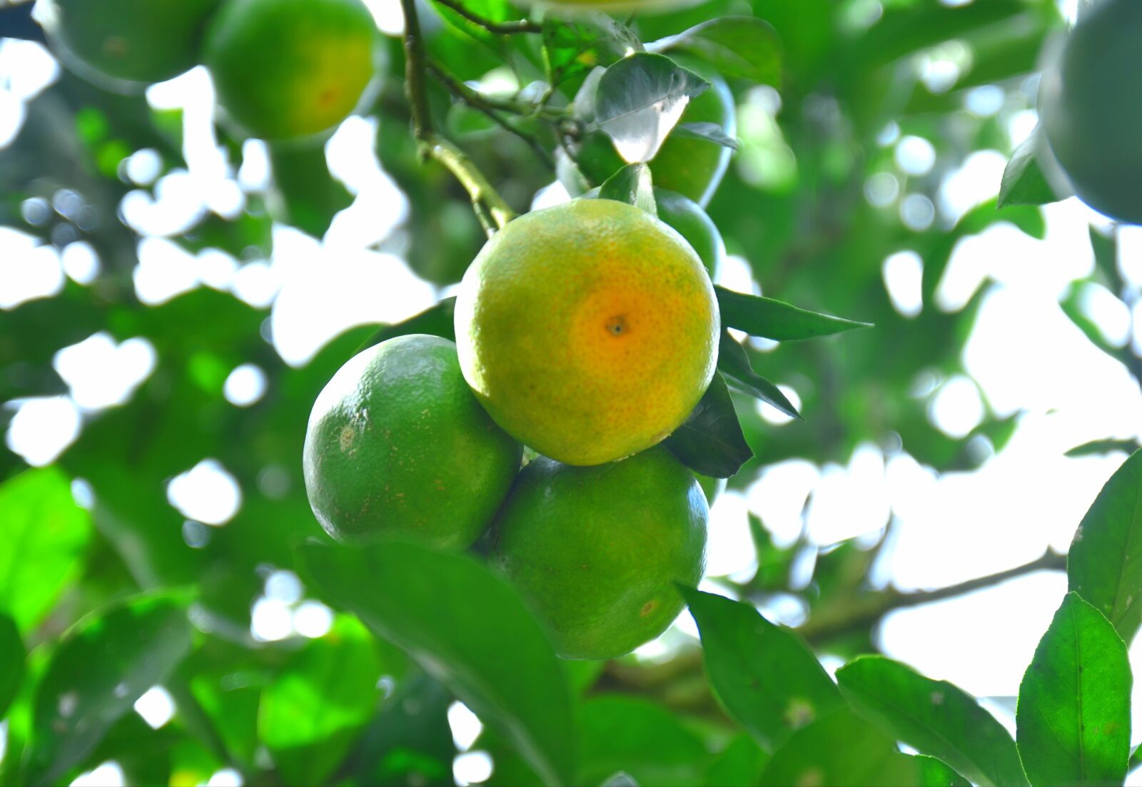 Nikon D7000 sample photo. Citrus, oranges, fruits photography