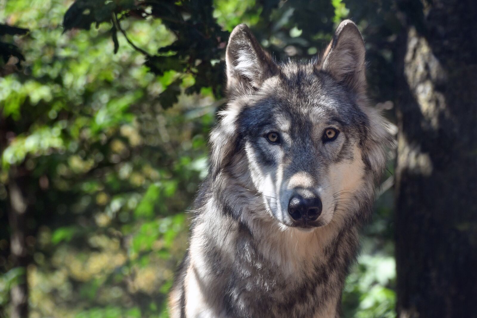 Nikon D500 sample photo. Wolf, animal, wild photography