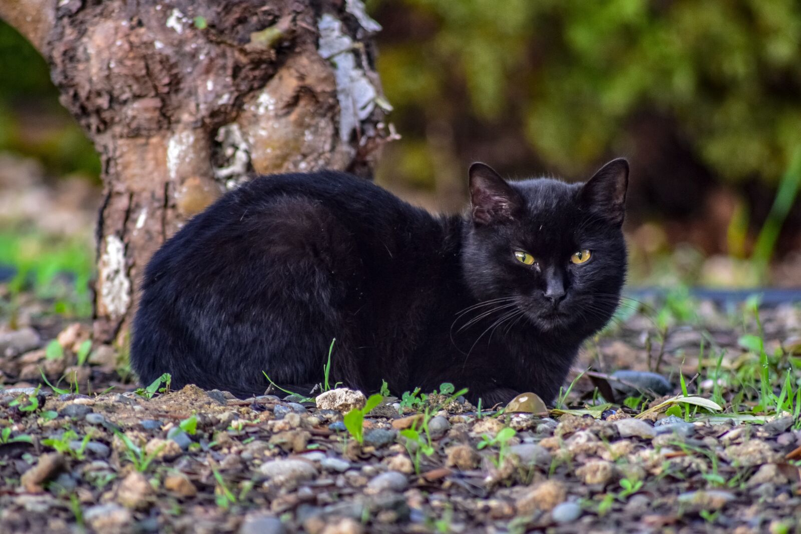 Nikon D3300 sample photo. Cat, stray, animal photography