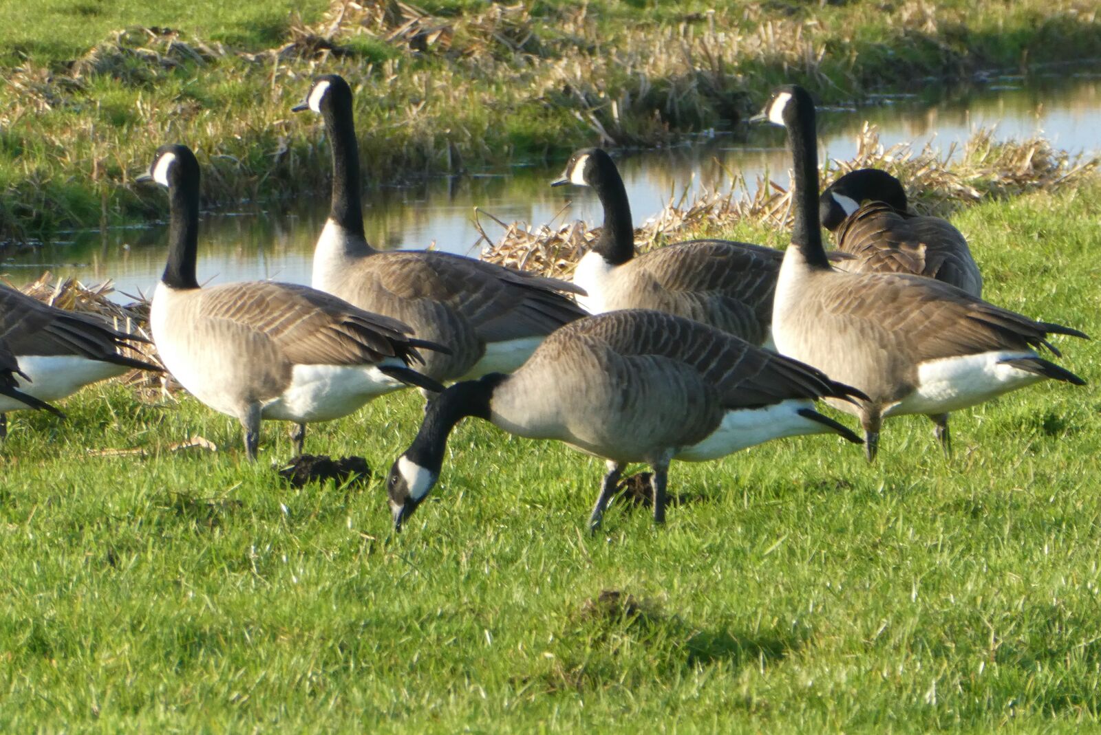 Panasonic Lumix DC-ZS70 (Lumix DC-TZ90) sample photo. Canadian geese, geese, pasture photography