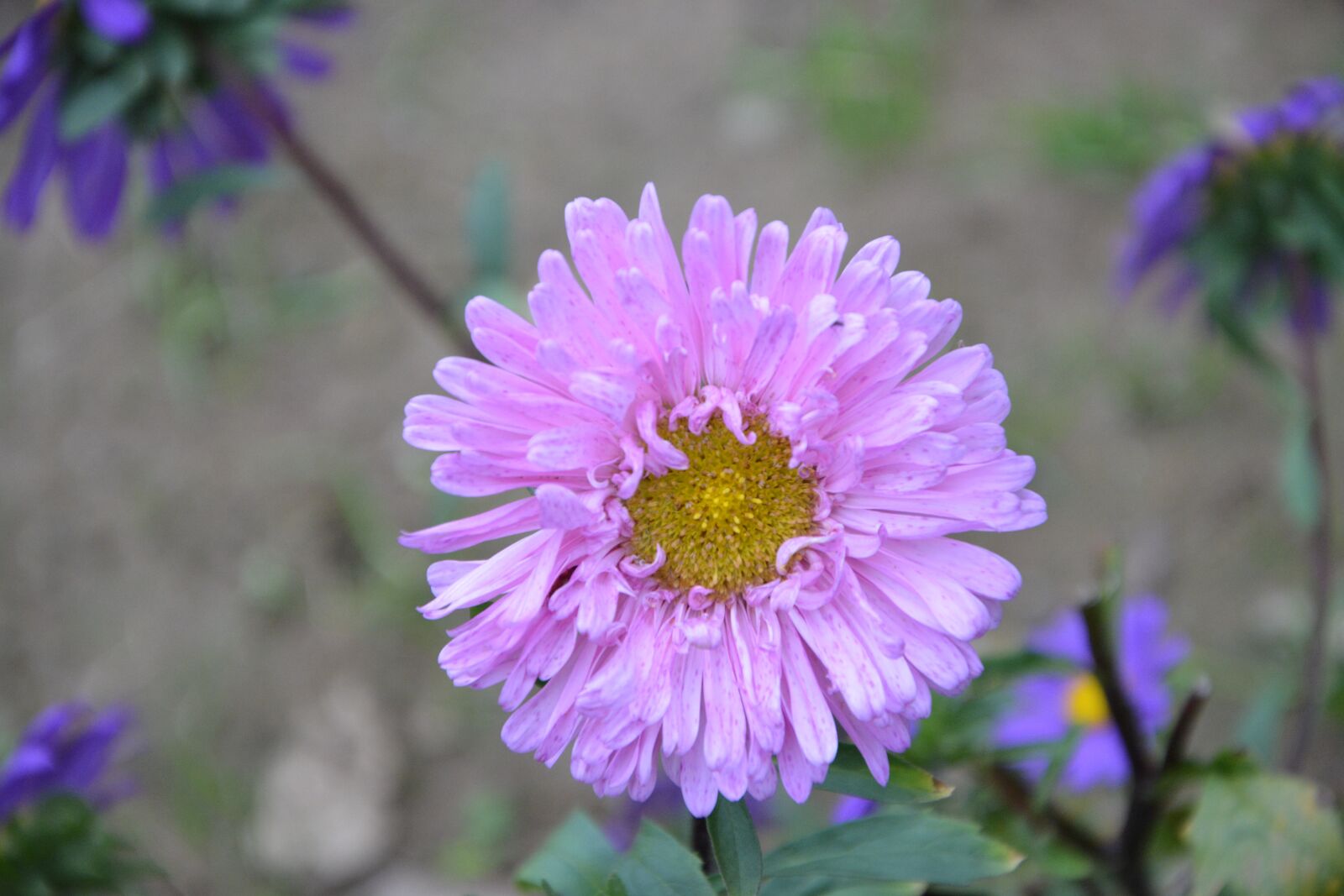 Nikon D5200 sample photo. Flower, flowers, plant photography