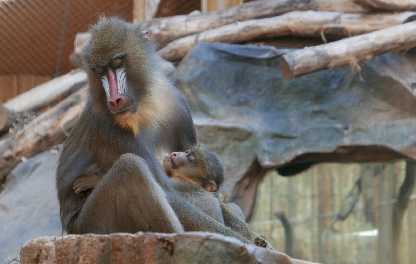 Panasonic Lumix DMC-LX100 sample photo. Mandrill, old world monkey photography