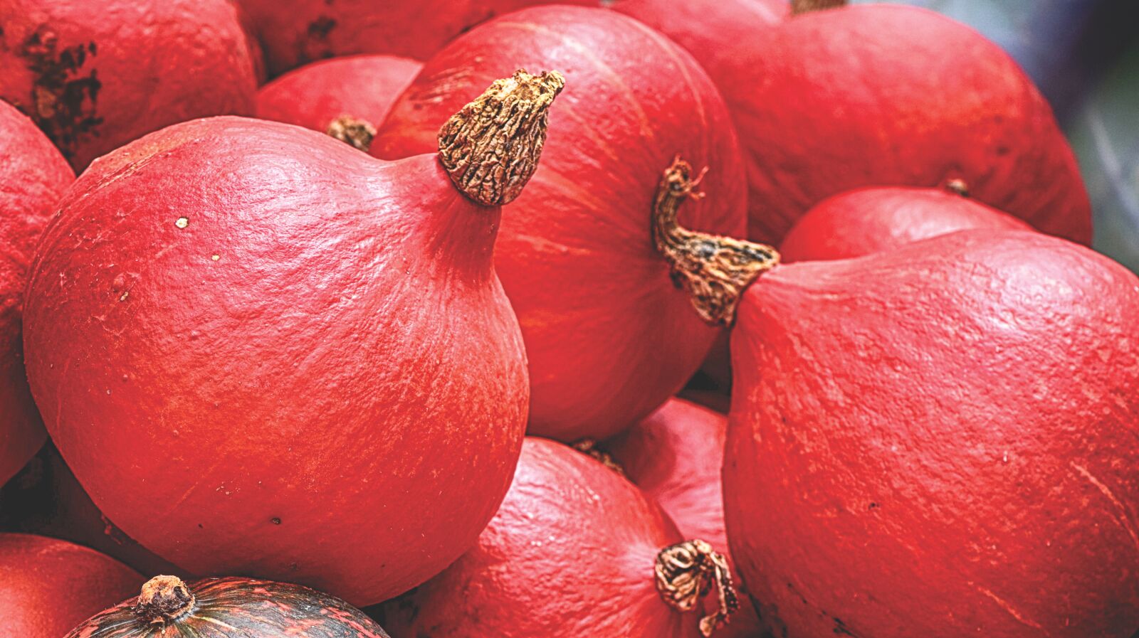 Nikon D7200 sample photo. Pumpkins, red, autumn photography