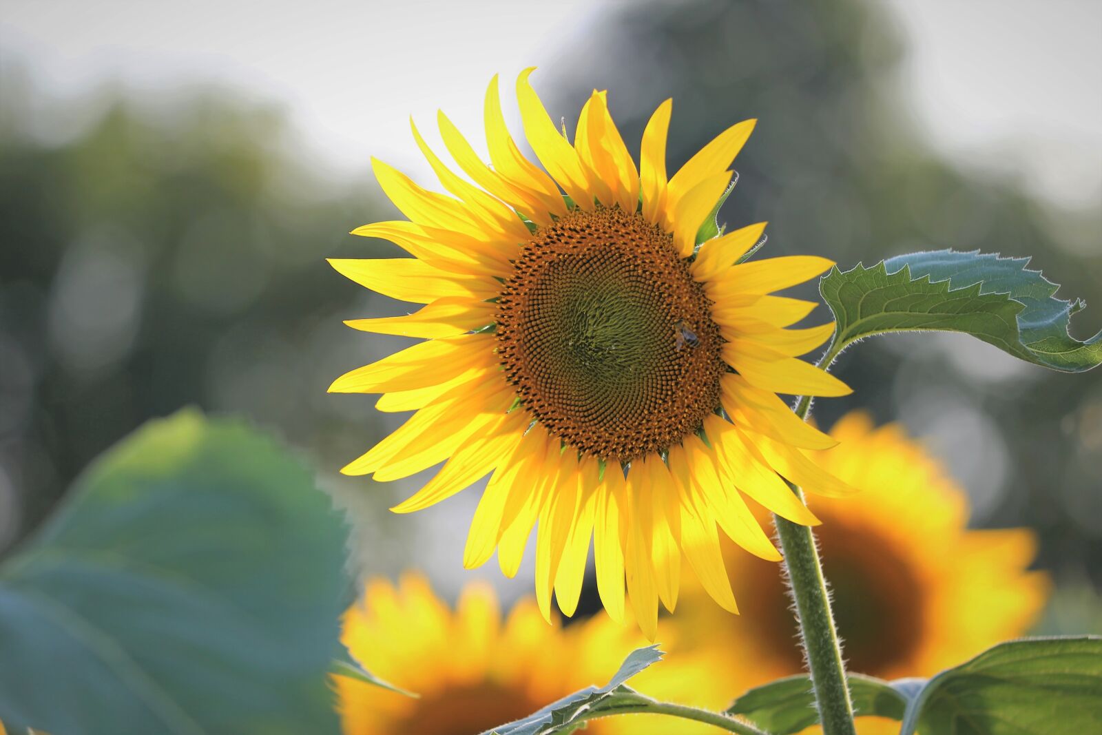 Canon EF 70-300 F4-5.6 IS II USM sample photo. Agriculture, sunflowers, bloom photography