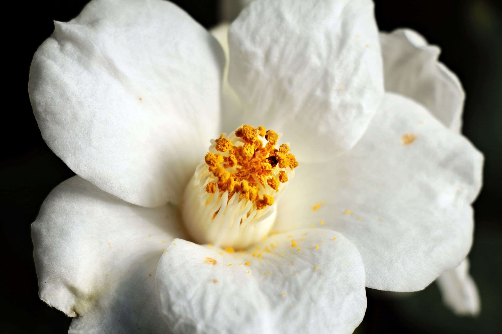Canon EOS 550D (EOS Rebel T2i / EOS Kiss X4) sample photo. Macro photography, white flower photography