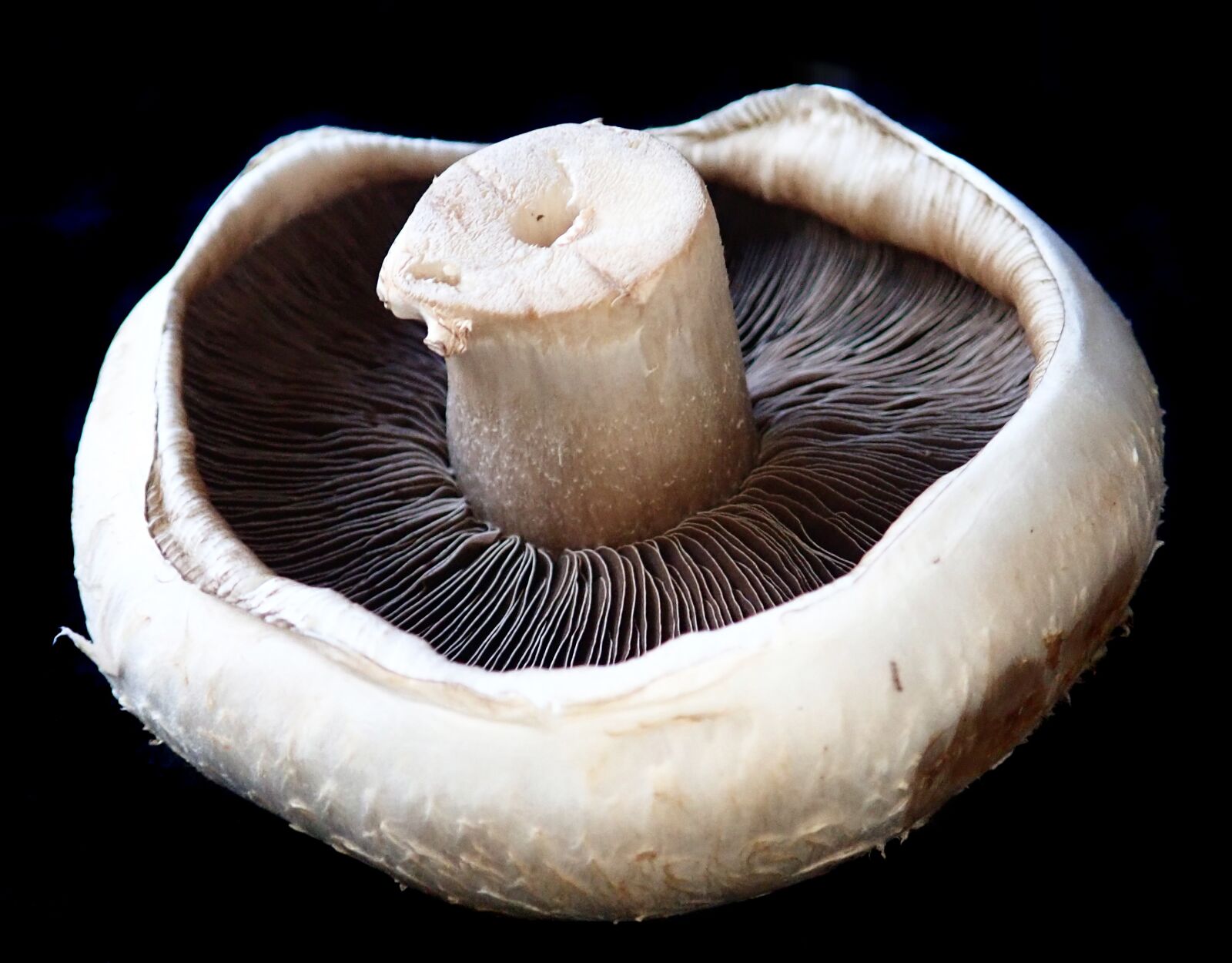 Olympus TG-5 sample photo. Mushroom, vegetable, food photography