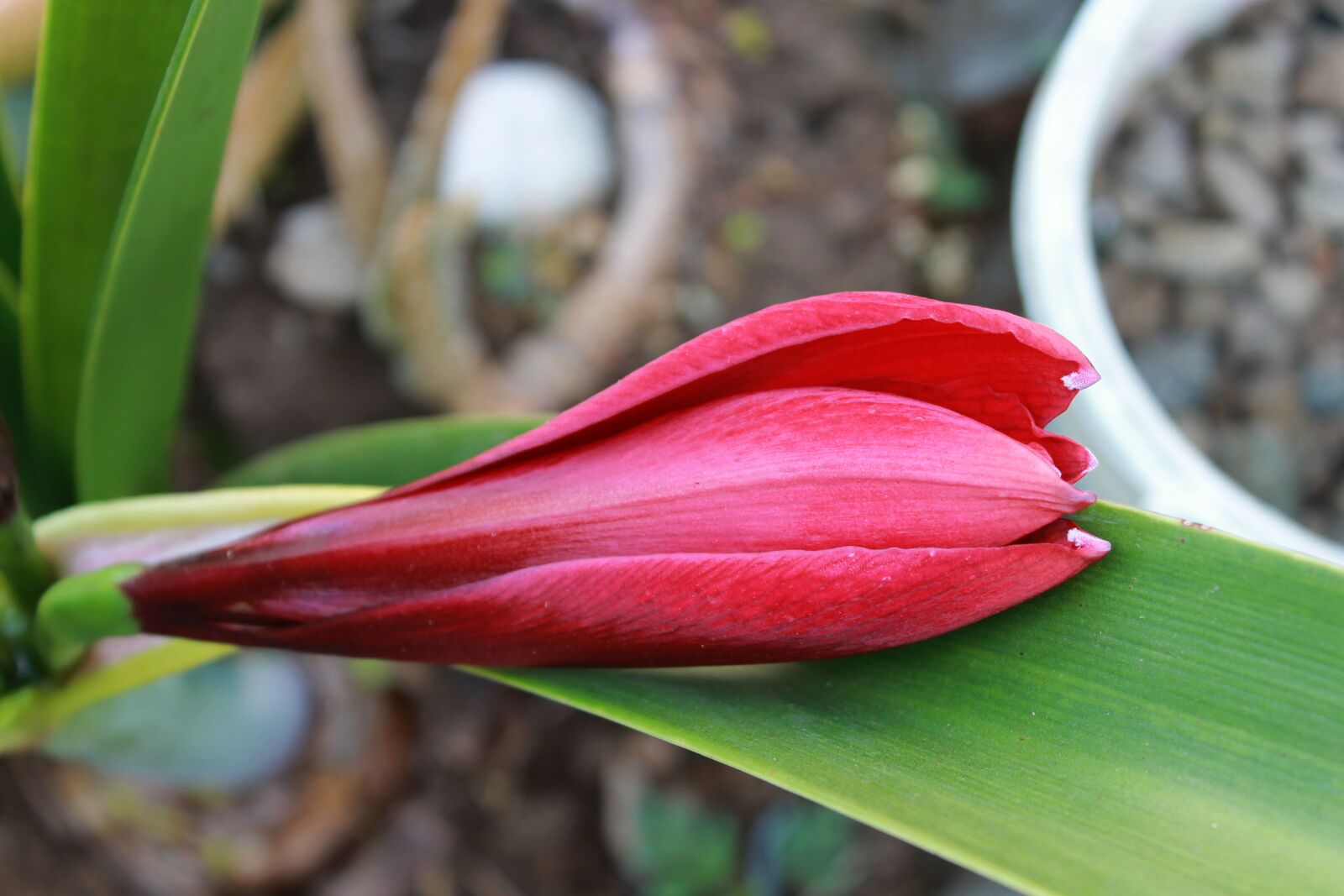 Canon EOS 1100D (EOS Rebel T3 / EOS Kiss X50) sample photo. Red lily, flower, plant photography