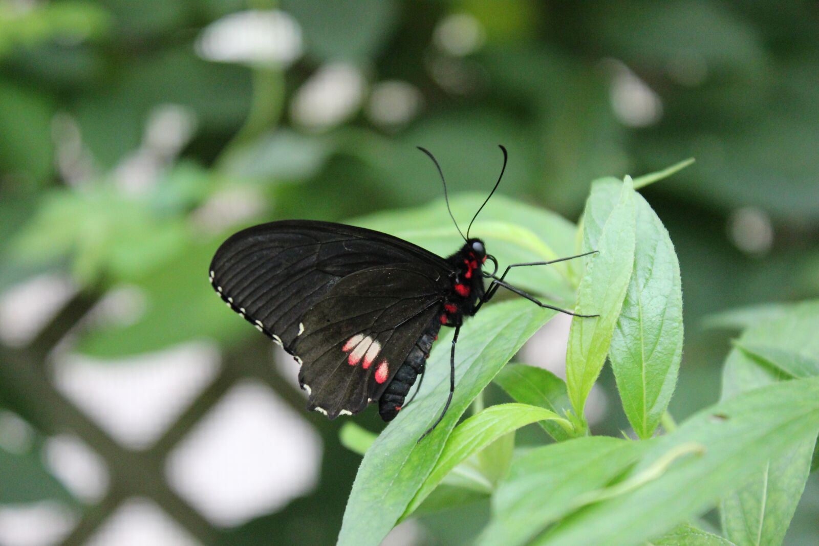 Canon EOS 600D (Rebel EOS T3i / EOS Kiss X5) sample photo. Butterfly, beautiful, bug photography
