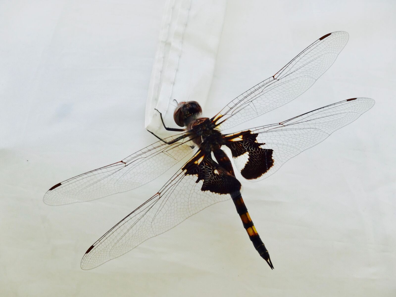 Sony Cyber-shot DSC-HX20V sample photo. Dragonfly, insect, damselfly photography