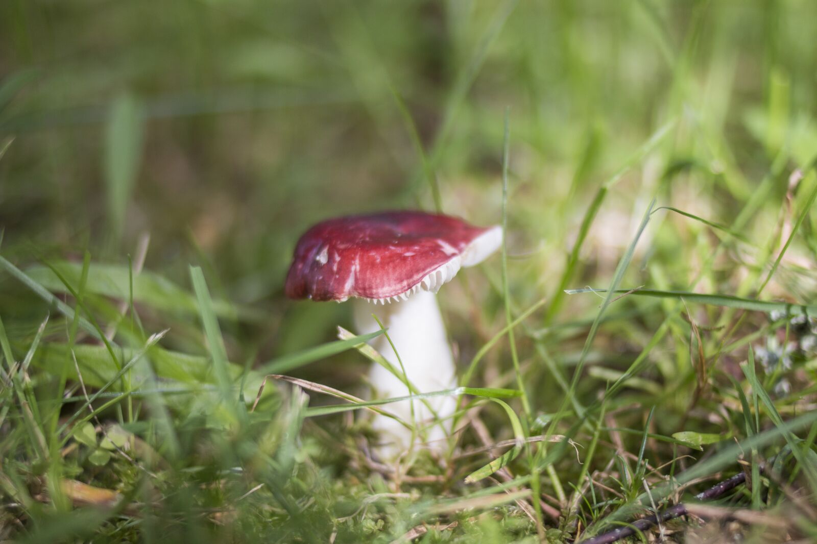 Canon EOS 70D + Canon EF 35mm F2 sample photo. Mushroom, rousku, nature photography