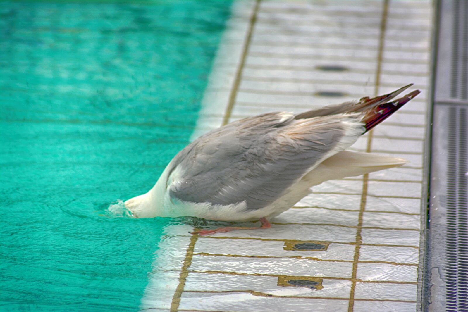 Nikon D5200 sample photo. Seagull, outdoor pool, water photography