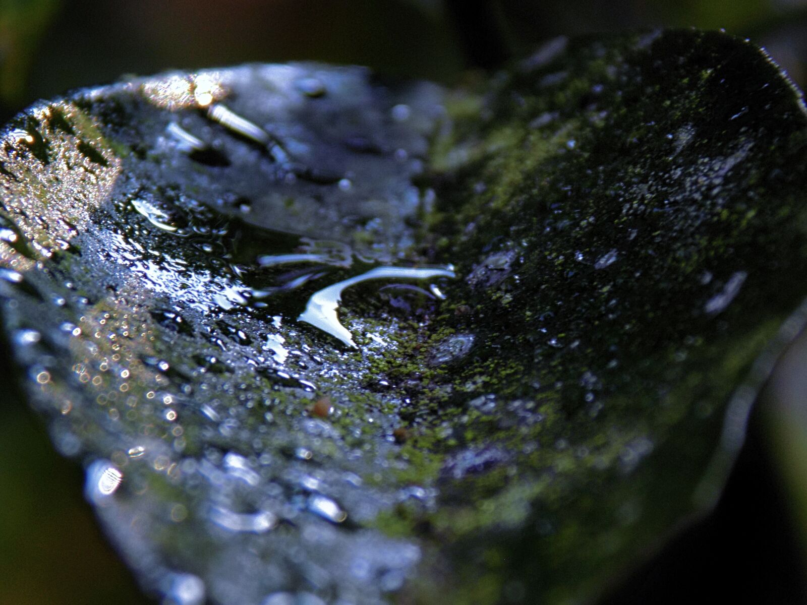 Nikon COOLPIX L330 sample photo. Gree, drop, water photography