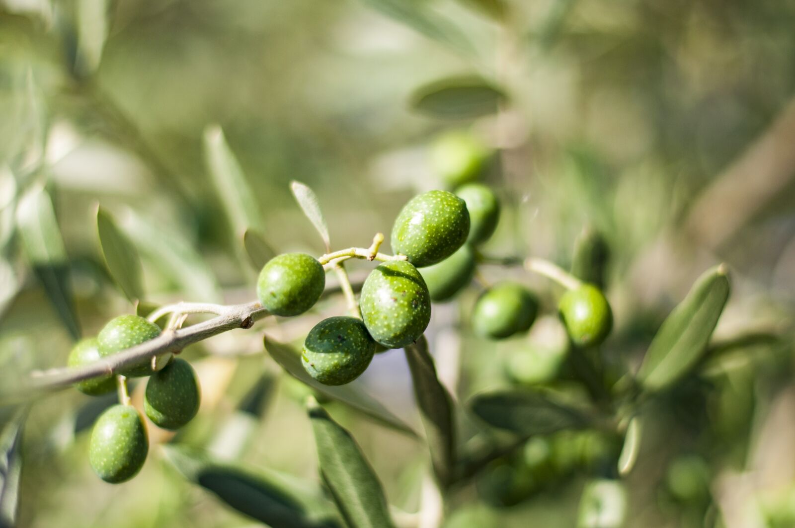 Nikon D90 sample photo. Olives, tree, olive tree photography