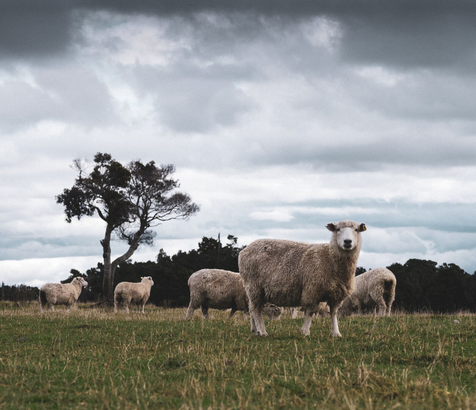 Sigma 60mm F2.8 DN Art sample photo. Sheep, nature, new zealand photography