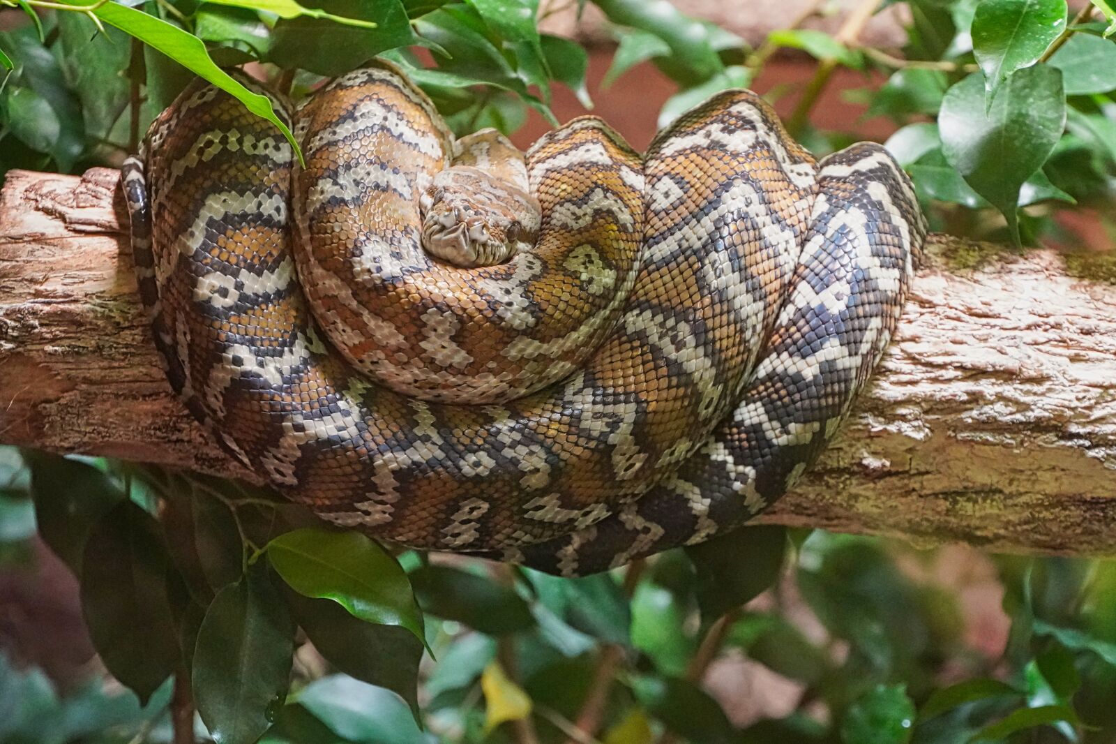 Sony a6400 sample photo. Boa constrictor, boa, snake photography