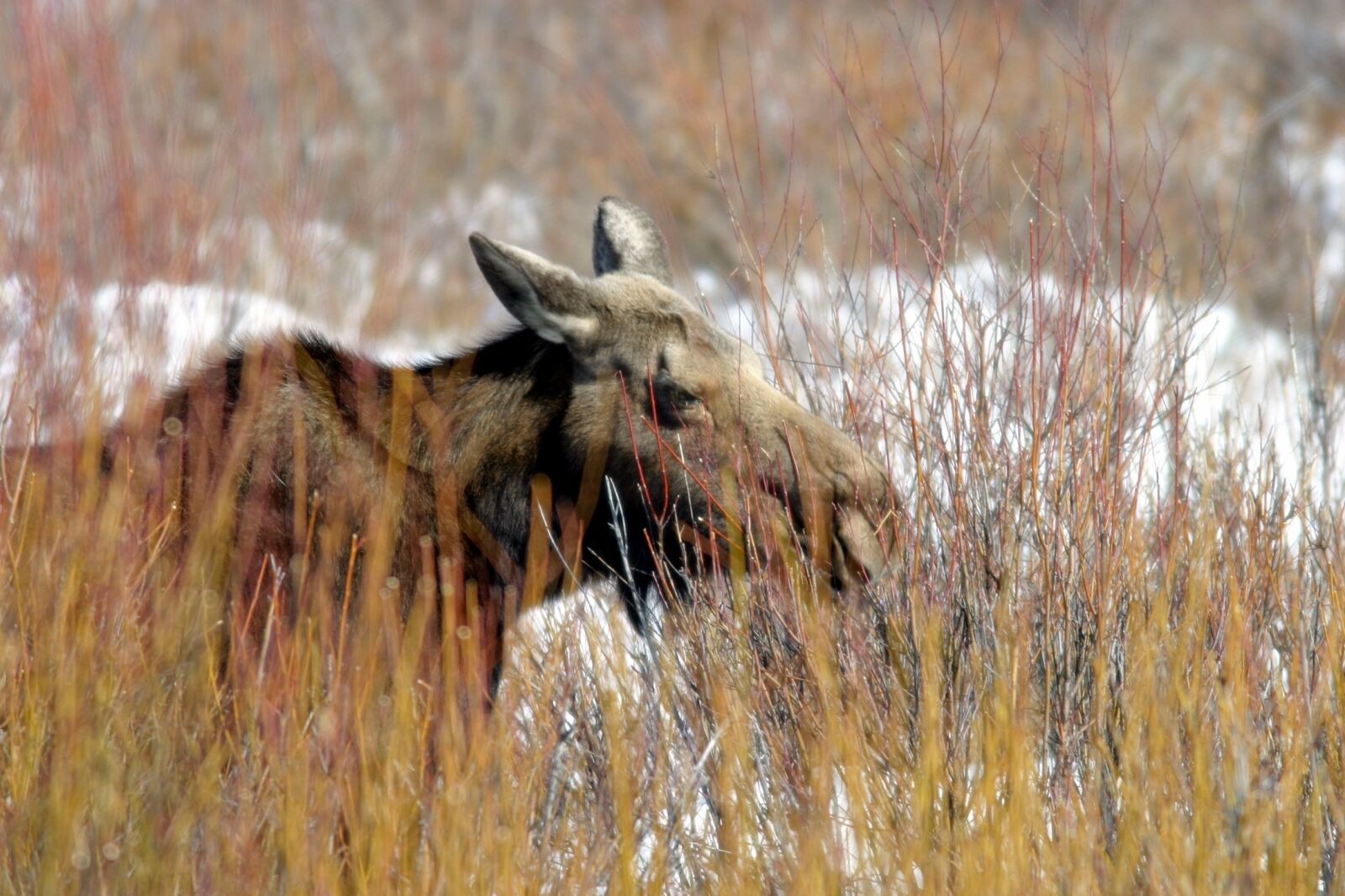 Canon EOS 10D sample photo. Moose, cow, female photography