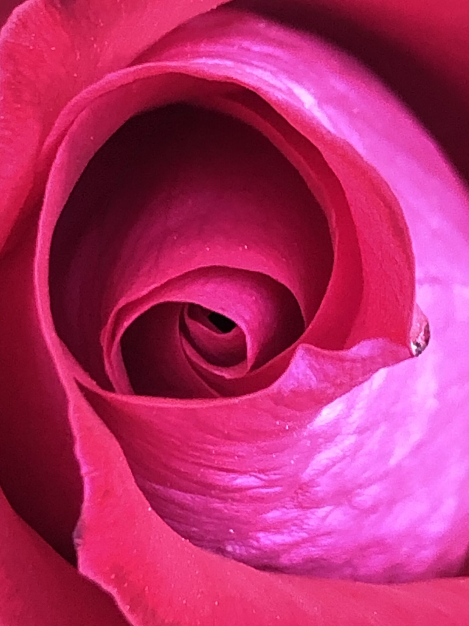 iPhone 8 back camera 3.99mm f/1.8 sample photo. Rose, love, bloom photography