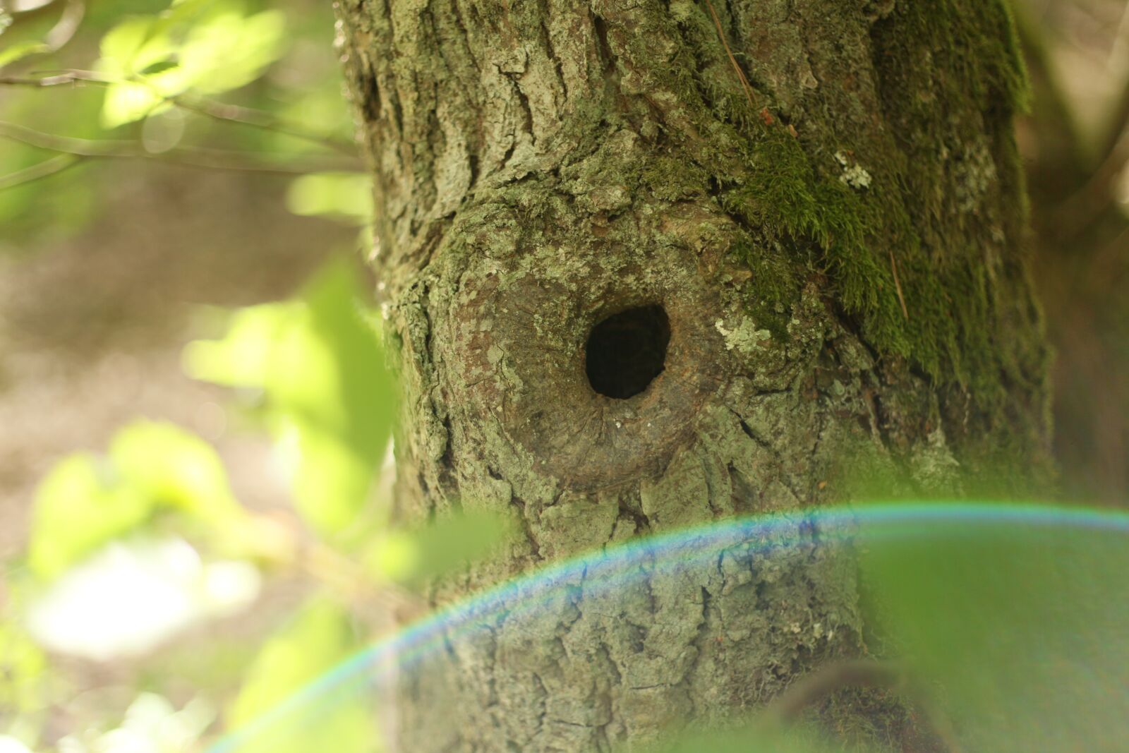 Canon EOS 5D Mark II sample photo. Tree, nest, bird photography