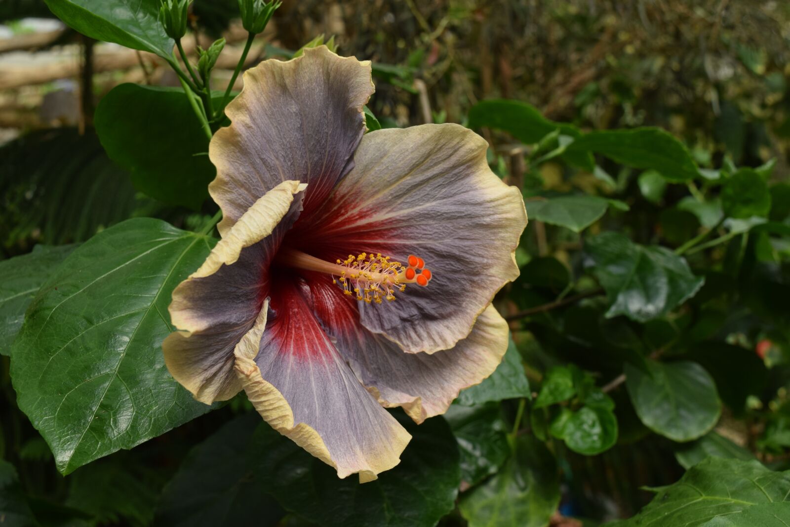 Nikon D5300 sample photo. Hibiscus, exotic, flower photography