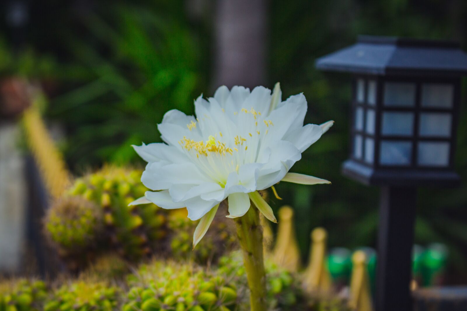 Canon EOS 700D (EOS Rebel T5i / EOS Kiss X7i) sample photo. White, leaves, flora photography