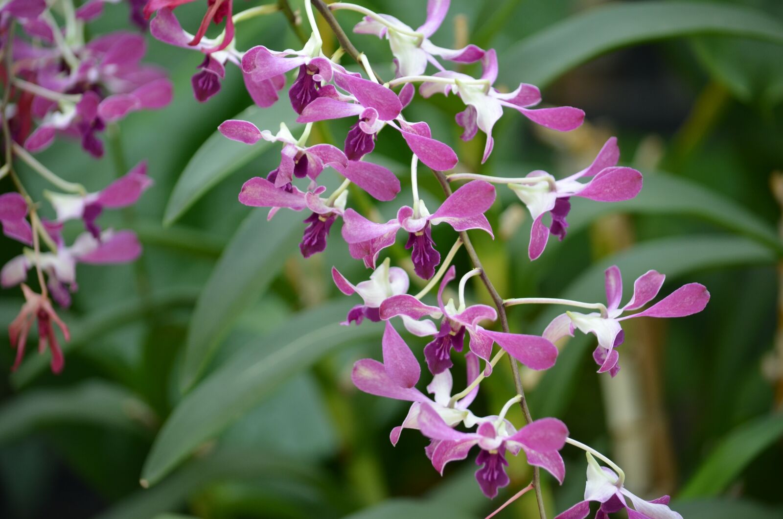 Nikon D5100 sample photo. Orchid, green, plant photography