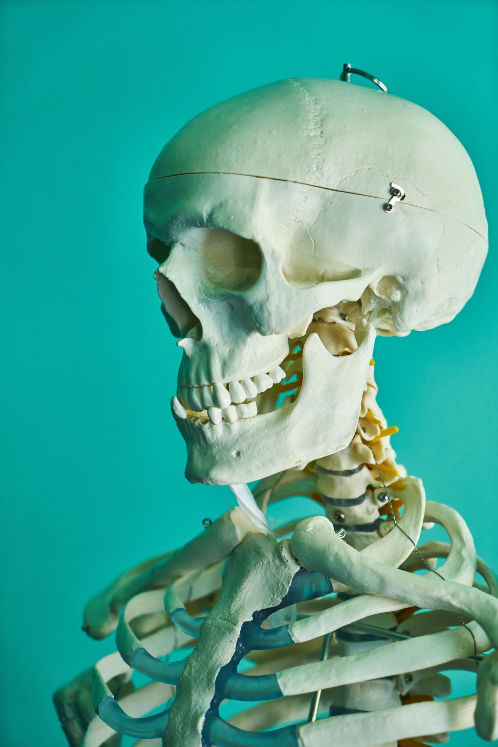 Sony a7R II sample photo. Skeleton, death, bone photography