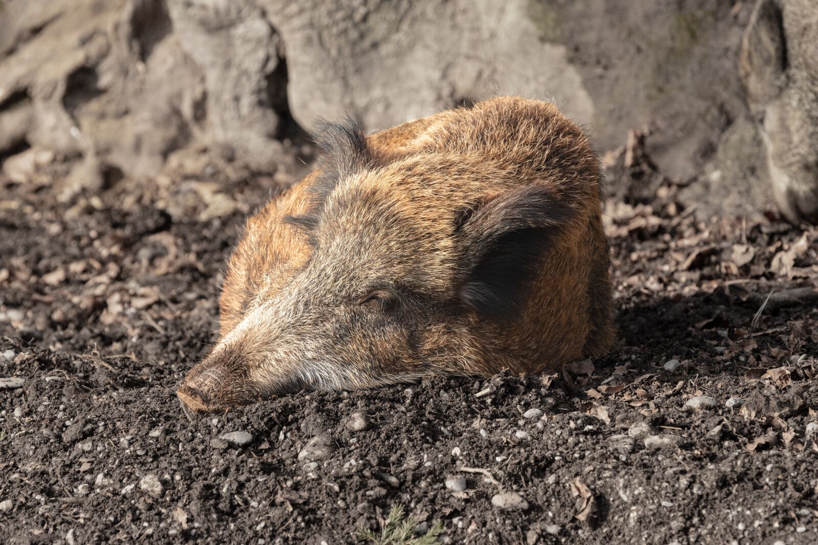 Canon EOS 6D Mark II sample photo. Boar, animal, pig photography