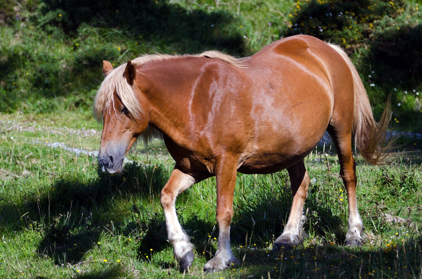 Nikon D7000 sample photo. Mammal, animal, grass photography