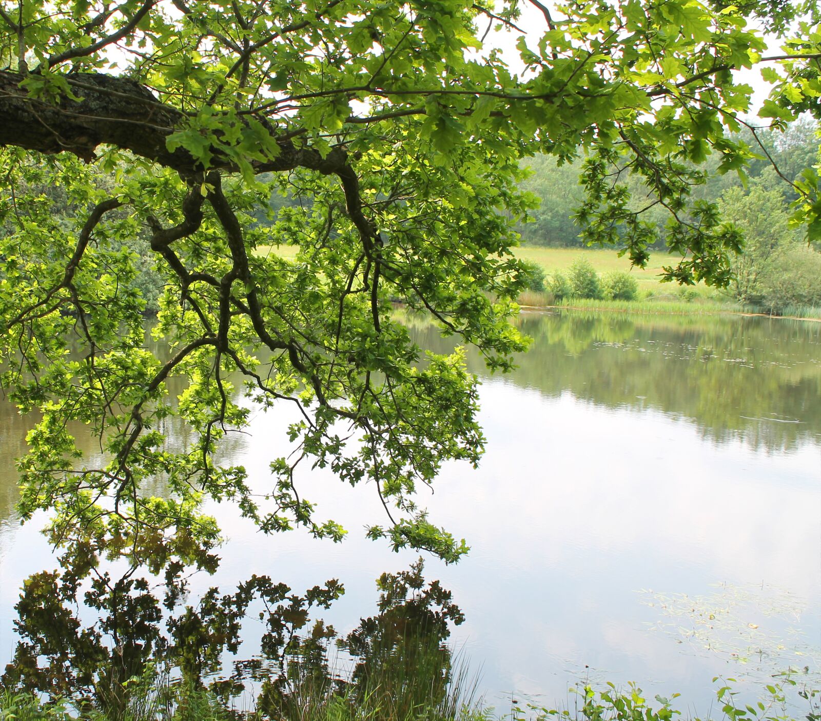 Canon EOS 1100D (EOS Rebel T3 / EOS Kiss X50) sample photo. Forest, water, landscape photography