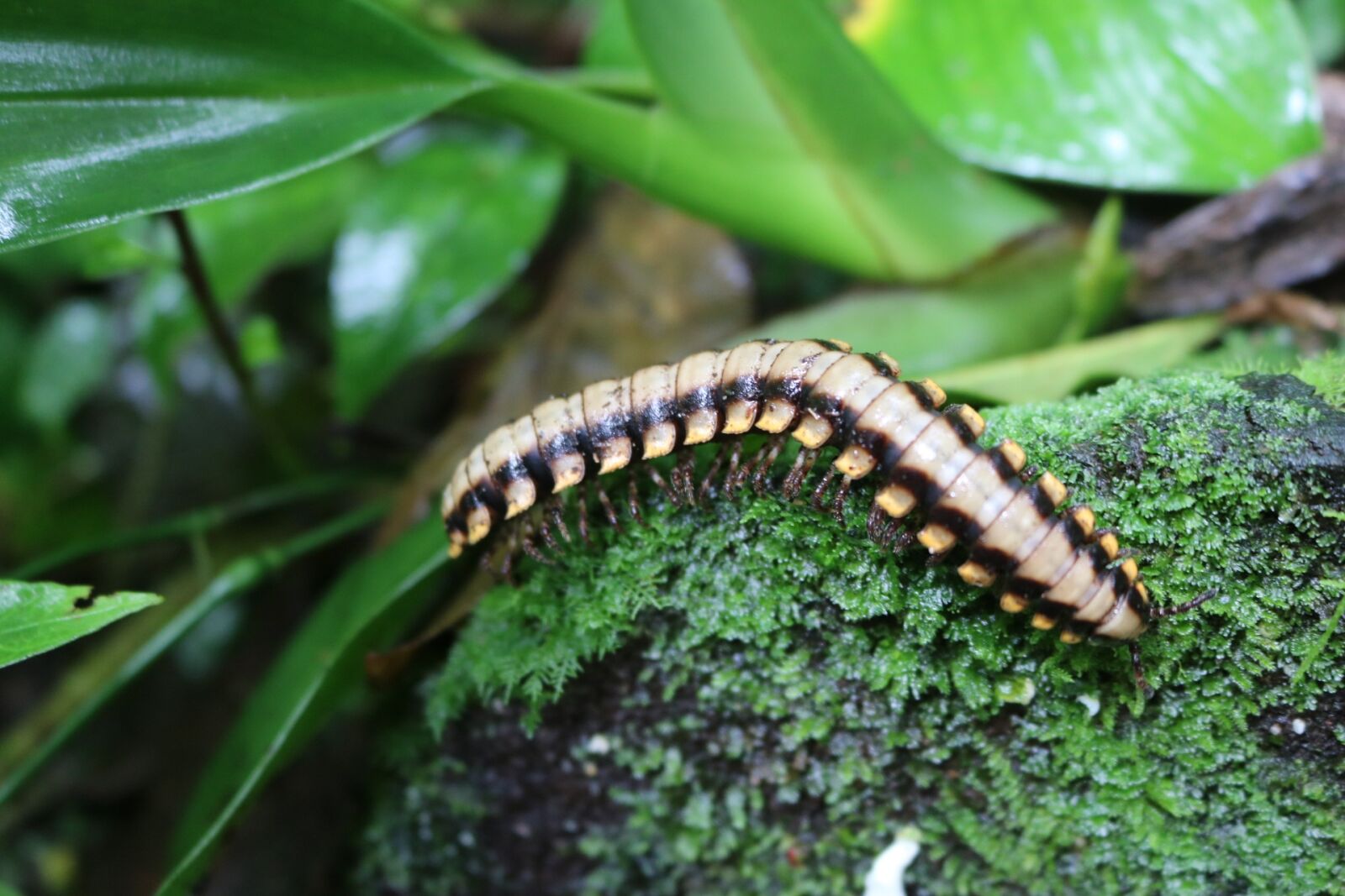 Canon EOS 750D (EOS Rebel T6i / EOS Kiss X8i) sample photo. Caterpillar, insects, bug photography