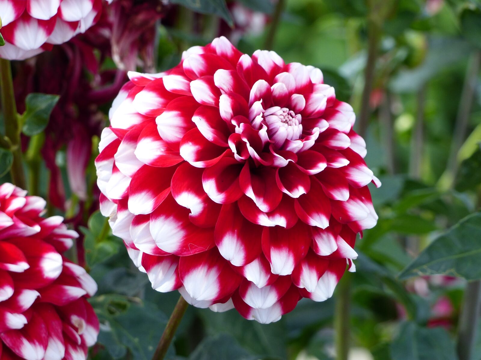 Panasonic Lumix DMC-FZ200 sample photo. Dahlia, flowers, red photography