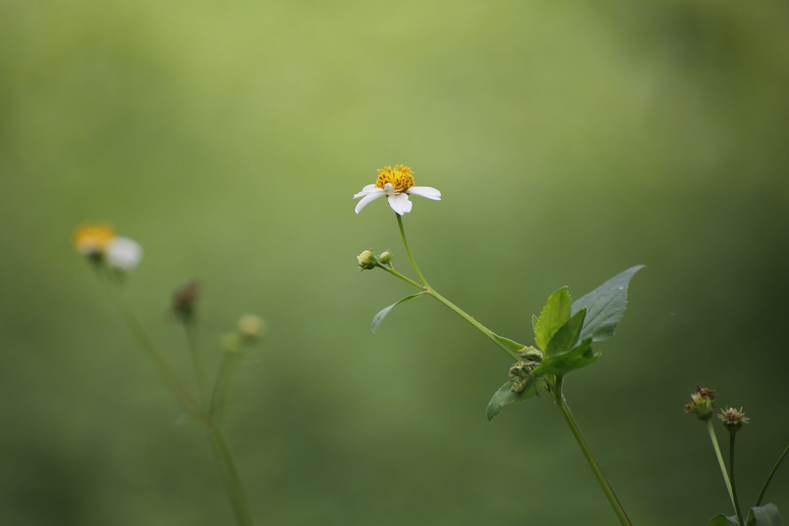Canon EOS 6D sample photo. Nature, flora, flower photography