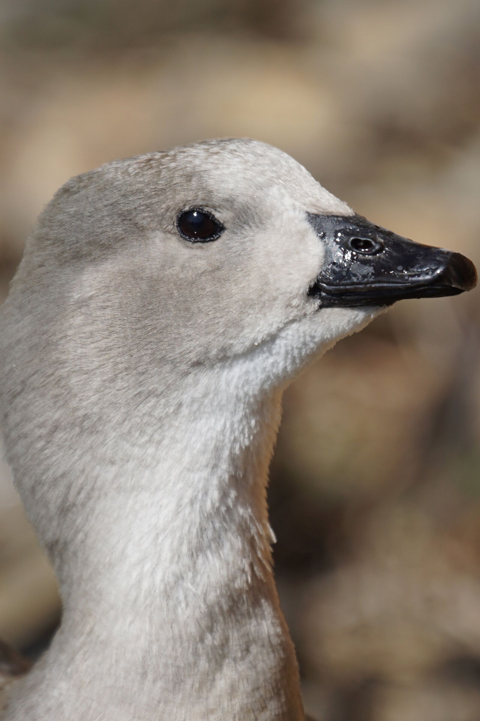 Sony ILCA-77M2 + Sony 70-400mm F4-5.6 G SSM sample photo. Blue wing goose, duck photography
